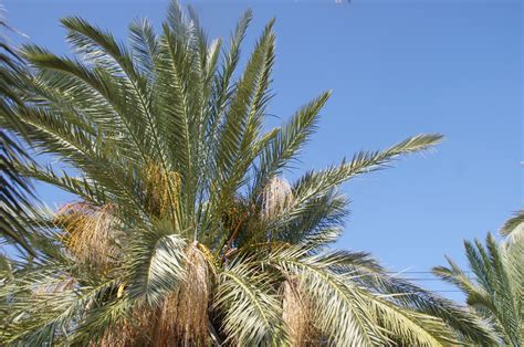 Palm Tree Branches With Blue Skies Free Stock Photo Public Domain
