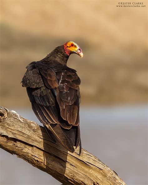 Lesser Yellow Headed Vulture Kester Clarke Wildlife Photography