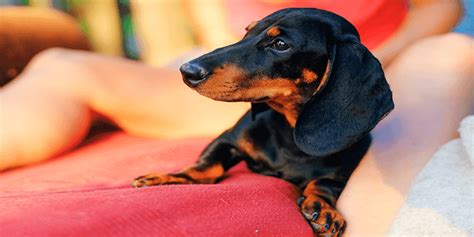 Top 10 Best Dog Beds For Dachshunds 2022 Important Read For Pet