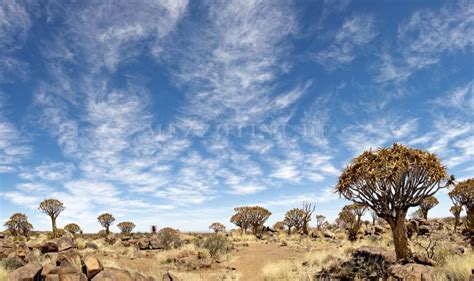 Where Is The Quiver Tree Forest In Namibia