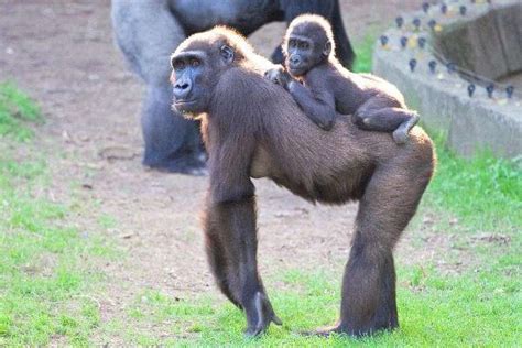 Cómo Se Reproducen Los Gorilas Reproducción Del Gorila