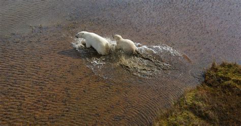 Polar Bears Swimming Longer Farther Because Of Melting Sea Ice Study