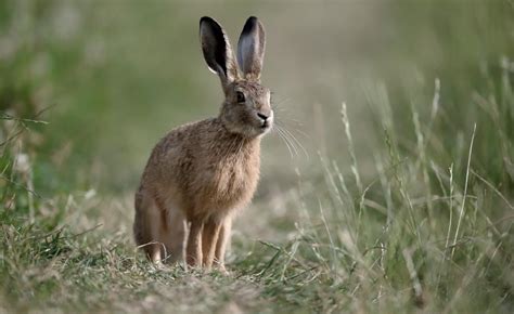 According To The Hare Preservation Trust The Brown Hare Population Has