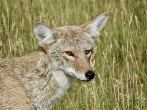 Do Coyotes Attack And Eat Cats Safety Facts And Faq Pet Keen