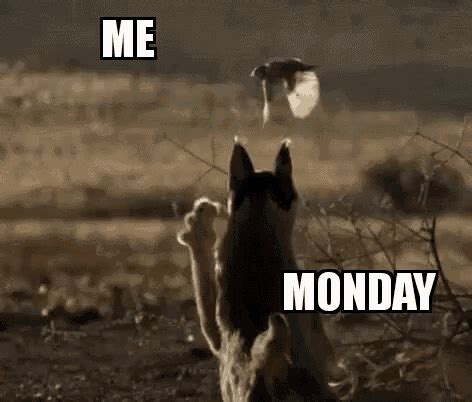 Reaction gifs say it with a gif! mondays gif 9 | GIF Images Download