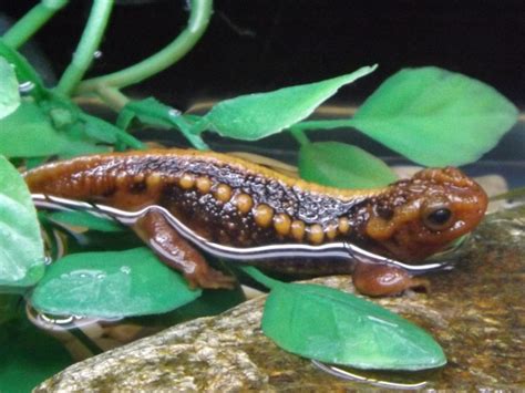 Emperor Newt Facts And Pictures