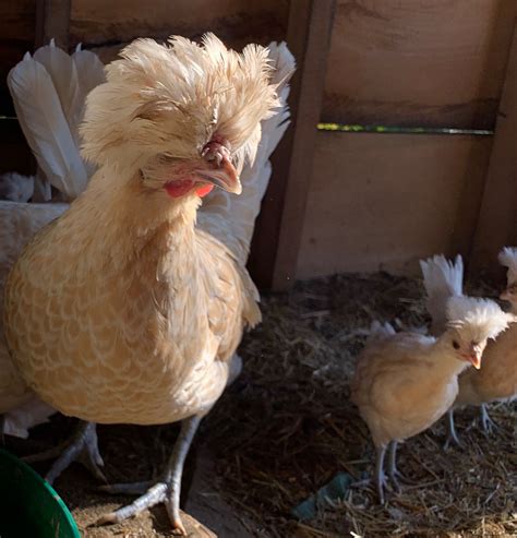White Laced Buff Polish Chickens