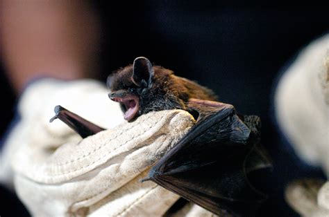 Bats In The Bedroom Can Spread Rabies Without An Obvious Bite Colorado Public Radio