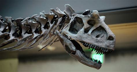 New Dinosaur Fossil Discovered In Egyptian Desert Al Monitor