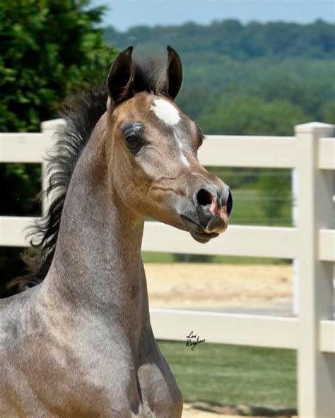 19 Best Caballos Arabes Images On Pinterest Arabian Horses Beautiful