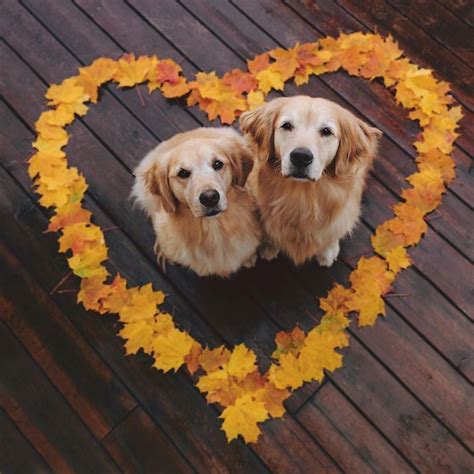 Ten Photos Of Two Golden Retriever Besties That Will Warm Your Heart Thinking Of Something