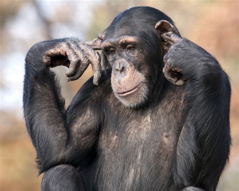 The 30 Smartest Animals On Planet Earth
