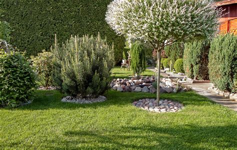 Finition de la terrasse en bois autour d'un arbre. Arbres et arbustes d'ornement : plantation, taille | Gamm vert