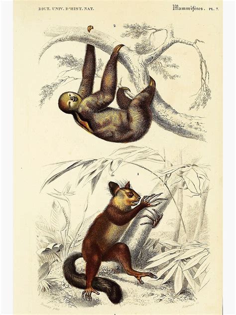Vintage French Biology Illustration Bradype Quadrupeds Poster By