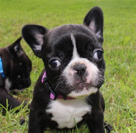 Raising the healthiest and finest french bulldogs in the country. French Bulldog Puppies For Sale | Seattle, WA #228205