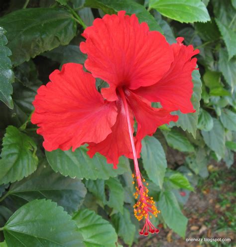 Onenezz Hibiscus Rosa Sinensis