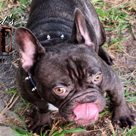 Explore 83 listings for chocolate fawn french bulldog for sale at best prices. Goodie Chocolate Blue Carrier French Bulldog Stud | lilac ...