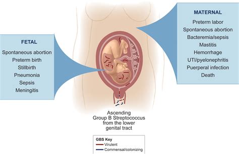 Frontiers Bacterial And Host Determinants Of Group B Streptococcal Vaginal Colonization And