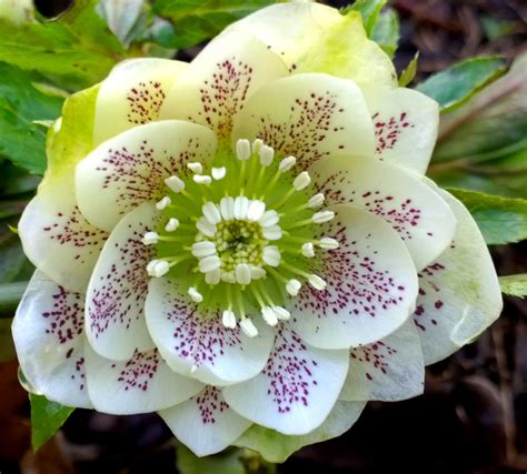Beautiful Rare Flower Names Hortofilia Blomster Smukke Blomster