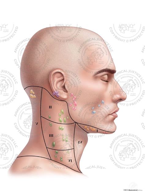 Male Right Lymph Nodes And Regions Of The Neck No Text