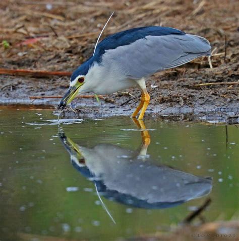 Londolozi Rarely Seen During The Day Black Crowned Night Herons Are