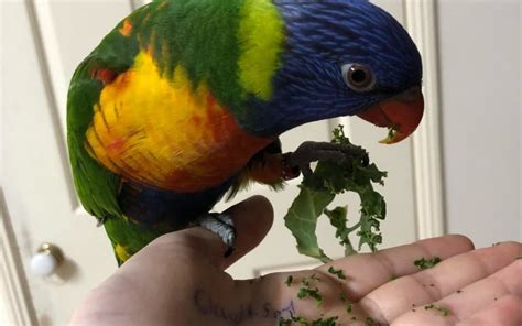 Bird Nutrition Brisbane Bird And Exotics Veterinary Service