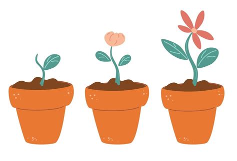 Process Of Flower Growth Vector Image Of Three Stages Of Growth Of A