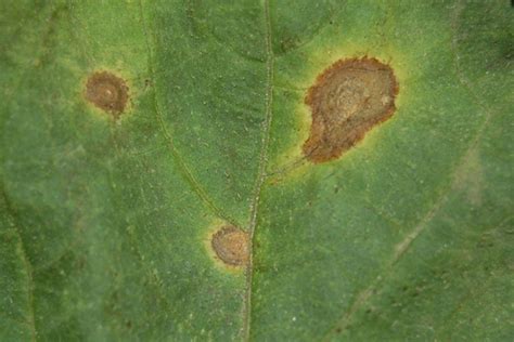 http://www.omafra.gov.on.ca/IPM/french/cucurbits/diseases-and-disorders/alternaria.html
