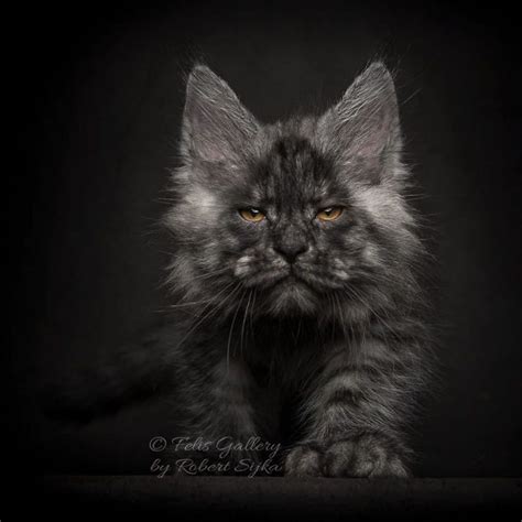 Ce Photographe Capture La Beauté Majestueuse Des Chats De Race Maine Coon