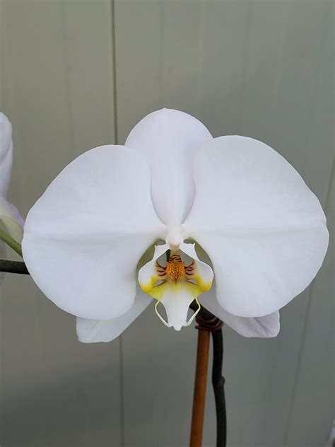 Phal Sogo Yukidian ‘v3 White Dream White Plains Orchids