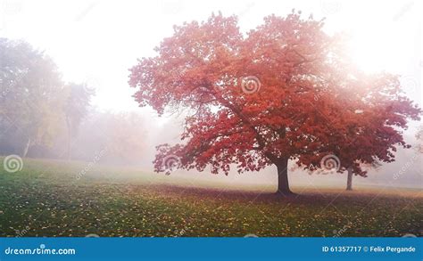 Foggy Autumnal Morning Stock Image Image Of Ground Foggy 61357717