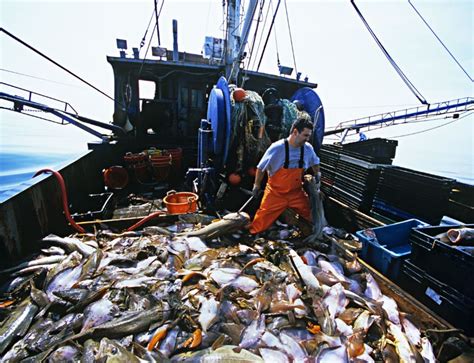 Are There Ecological Merits To Trawling The Seabed New