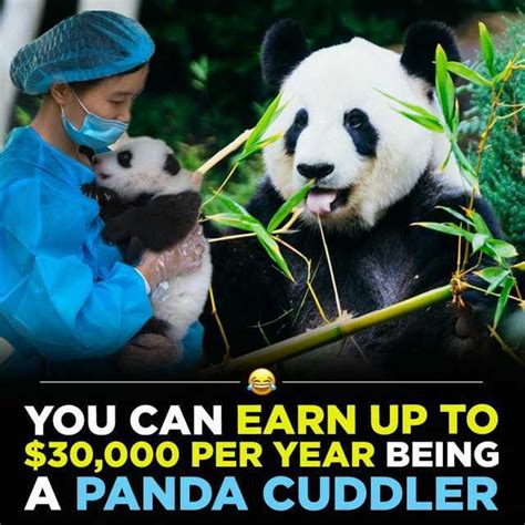 You Can Earn Up To 30000 Per Year Being A Panda Cuddler
