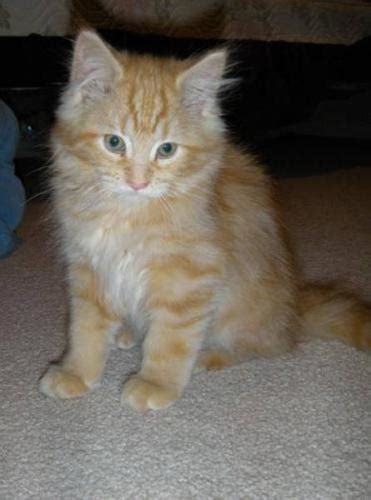 Baby Female Cat Domestic Medium Hair Orange Tabby Orange For Sale