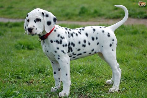 Dalmatian Dog Breed Information Buying Advice Photos And Facts