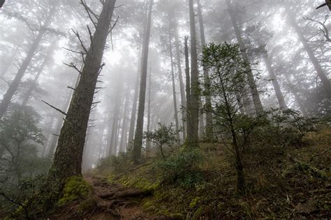 Dense Fog Adds Mystery To The Pine Forests Of California Along The