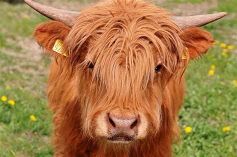 The Highland Cow Is A Scottish Breed Of Rustic Cattle The Cattle Have An Unusual Double Coat Of