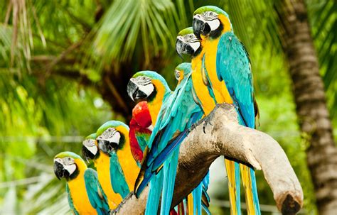Beautiful Macaws Wallpaper