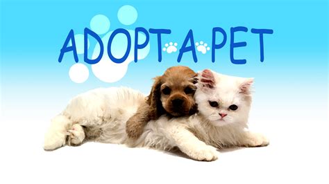 See more ideas about pet adoption, pets, adoption. Adopt A Pet Tuesday: Chelsea, Gotham & Gilbert