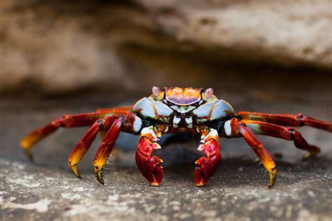 A Colorful Crab Scavenges For Food by Mark Pollard  Galapagos, Crab