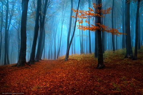 Foggy Misty Autumn Forest Tree Beauty Natur Wallpapers Hd