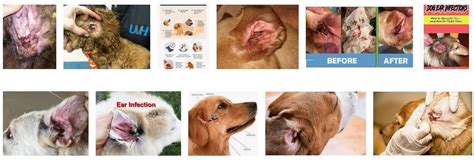 Dog Ear Infection Symptoms Causes Treatment Of Ear Infection In