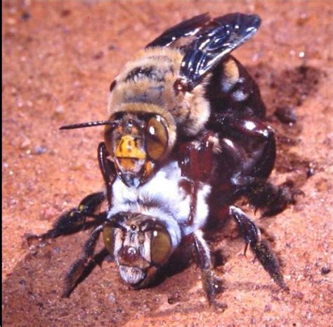 Dawsons Burrowing Bee Amegilla Dawsoni Western Australian Museum