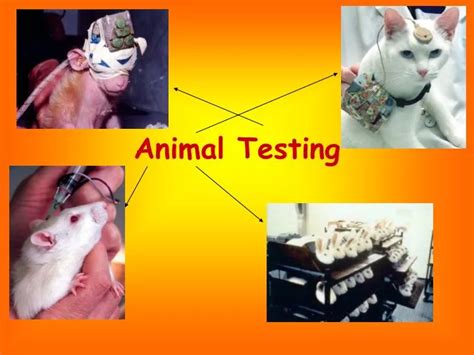 Ppt Animal Testing Powerpoint Presentation Free Download Id4597865