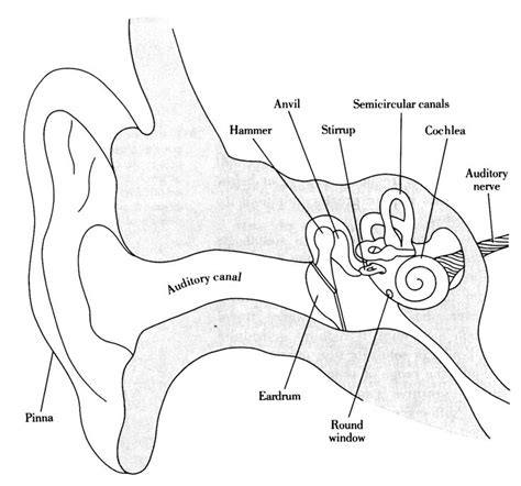 The 25 Best Structure Of Human Ear Ideas On Pinterest Structure Of