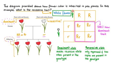 What Is Recessive And Dominant Traits Bingerspot