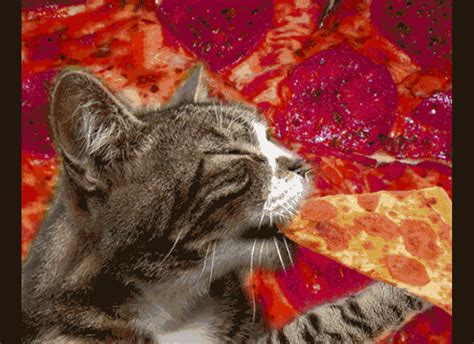 happy friday nothing else pizza cat cat cats