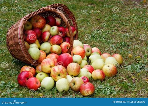 Apples In Basket Stock Image Image Of Farming Gardening 21826487