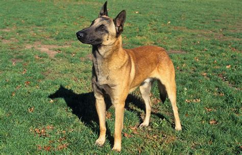 Belgian Malinois Breed Information