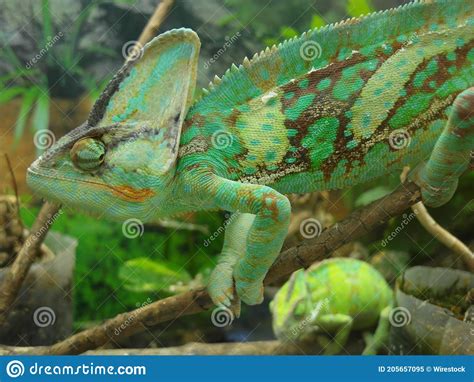 Closeup Portrait Of A Cute Chameleon On A Tree Branch Stock Image